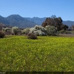 Gran_Canaria_Fruehling_2012_04